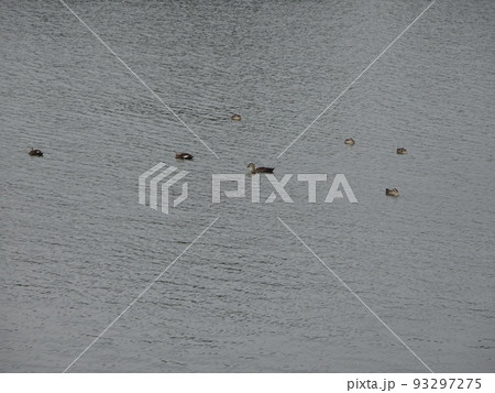 水辺の鳥 93297275