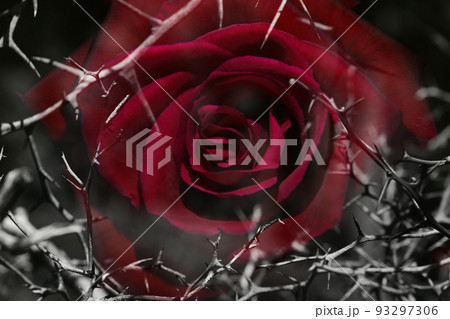 バラの花に棘 痛い 怖いイメージ 美しいものには棘があるイメージのイラスト素材