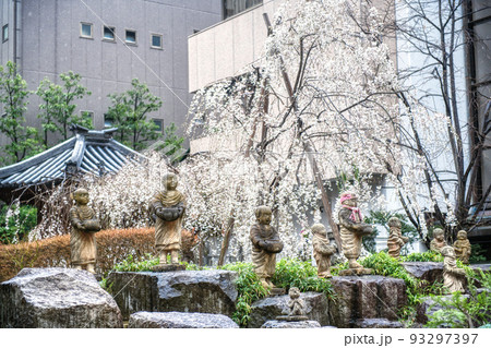 京都六角堂頂法寺の春2022 93297397