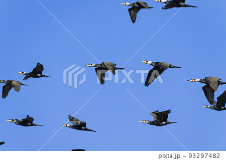 カワウの群飛 カワウの群飛 93297482