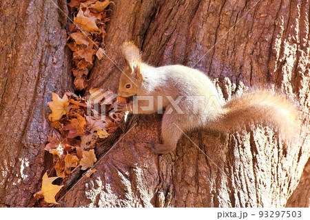 秋のエゾリス 秋のエゾリス 93297503