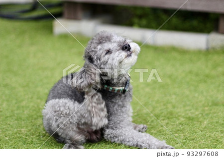ドッグランの芝生上に座っているトイプードルが、耳の後ろを掻いて気持ちよさそうにしている表情 93297608
