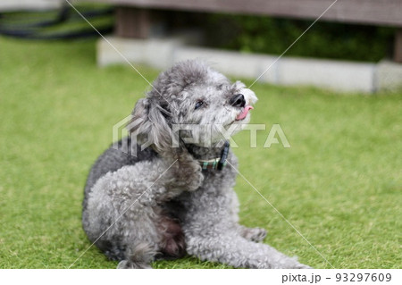 ドッグランの芝生上に座っているトイプードルが、耳の後ろを掻いて気持ちよさそうにしている表情 ドッグランの芝生上に座っているトイプードルが、耳の後ろを掻いて気持ちよさそうにしている表情 93297609