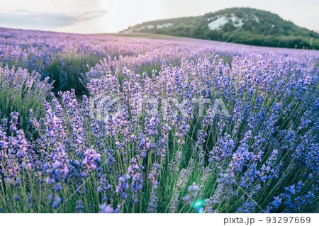 Close up Lavender flower blooming scented fields in endless rows on sunset. Selective focus on Bushes of Lavandula angustifolia purple aromatic flowers at lavender fields. Lavandula officinalis Close up Lavender flower blooming scented fields in endless rows on sunset. Selective focus on Bushes of Lavandula angustifolia purple aromatic flowers at lavender fields. Lavandula officinalis 93297669