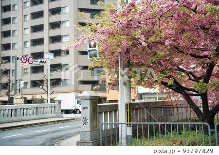 京都　一条戻り橋の桜　2022年春 93297829