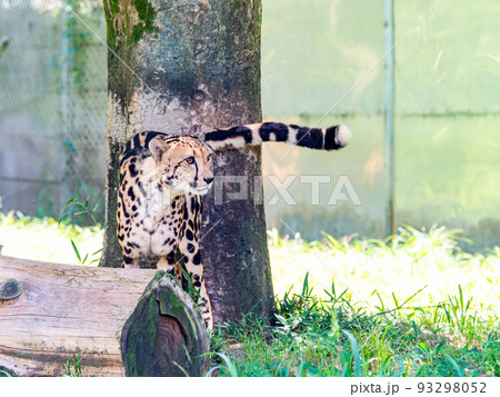 猛獣だけど美しくてかわいいチーターの姿 93298052