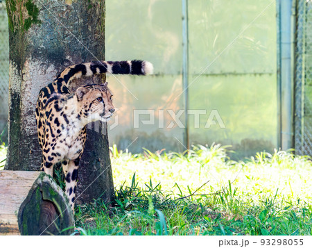 猛獣だけど美しくてかわいいチーターの姿 93298055