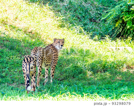 猛獣だけど美しくてかわいいチーターの姿 93298079