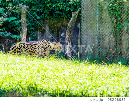 猛獣だけど美しくてかわいいチーターの姿 93298085