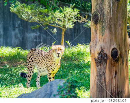 猛獣だけど美しくてかわいいチーターの姿 猛獣だけど美しくてかわいいチーターの姿 93298105