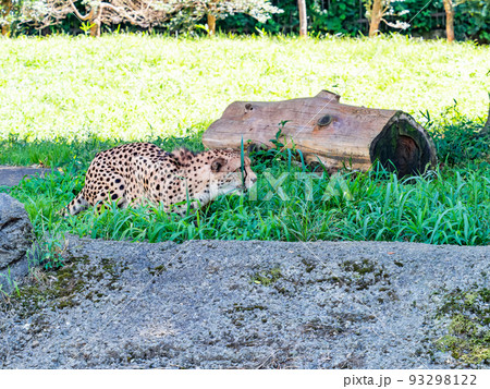 猛獣だけど美しくてかわいいチーターの姿 猛獣だけど美しくてかわいいチーターの姿 93298122