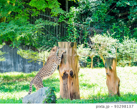 猛獣だけど美しくてかわいいチーターの姿 93298137