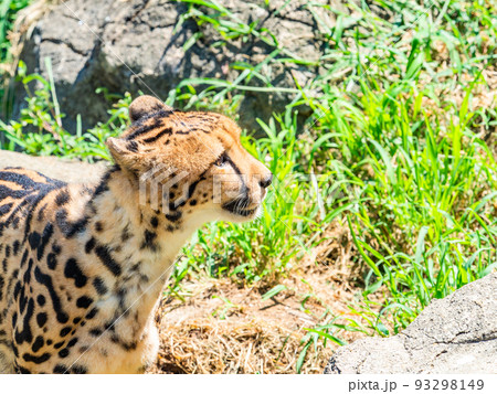 猛獣だけど美しくてかわいいチーターの姿 猛獣だけど美しくてかわいいチーターの姿 93298149