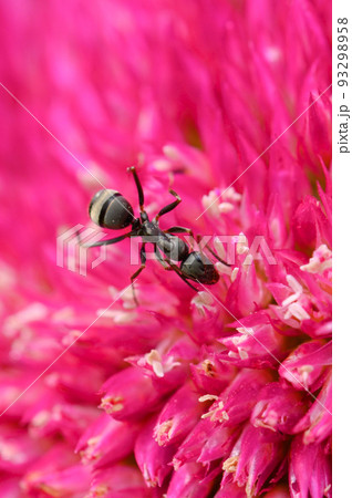 鶏頭（ケイトウ）と蟻 93298958