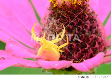 百日宗(ヒャクニチソウ)と獲物を待つアズチグモ 百日宗(ヒャクニチソウ)と獲物を待つアズチグモ 93298962