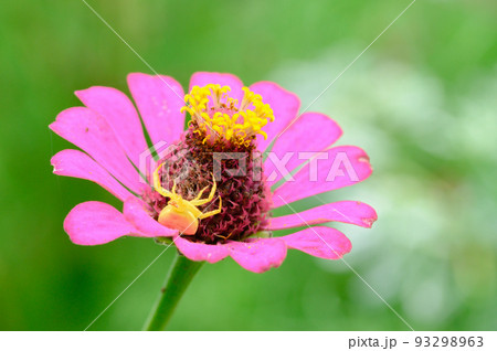 百日宗（ヒャクニチソウ）と獲物を待つアズチグモ 93298963