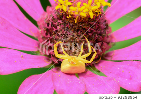 百日宗(ヒャクニチソウ)と獲物を待つアズチグモ 百日宗(ヒャクニチソウ)と獲物を待つアズチグモ 93298964