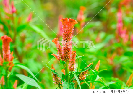 ケイトウ(鶏冠、鶏頭)畑 ケイトウ(鶏冠、鶏頭)畑 93298972