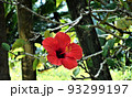 南国の花 ハイビスカス 93299197