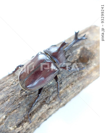 カブトムシ　夏休み　子供 93299241