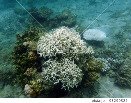 白化したサンゴ 沖縄 西表島 93299325