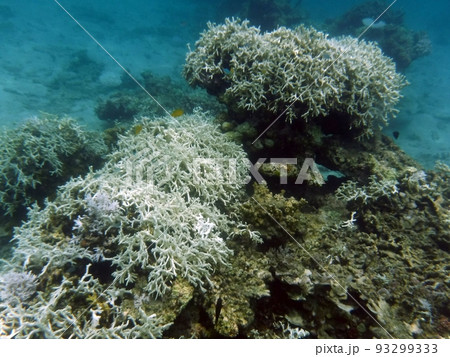 白化したサンゴ 沖縄 西表島 白化したサンゴ 沖縄 西表島 93299333