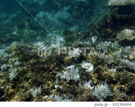 白化したサンゴ 沖縄 西表島 93299404