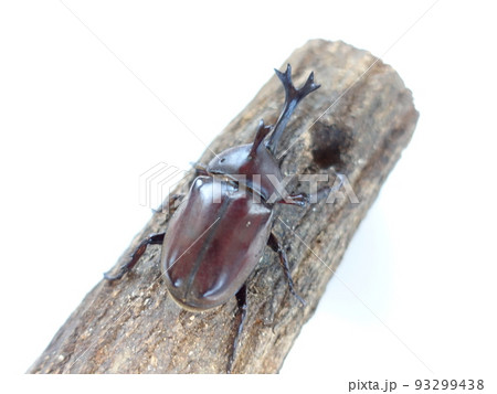 カブトムシ 夏休み 子供 カブトムシ 夏休み 子供 93299438