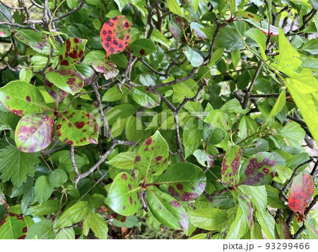 植物の葉の表に丸くて赤い斑点が浮いている/The leaves 植物の葉の表に丸くて赤い斑点が浮いている/The leaves 93299466