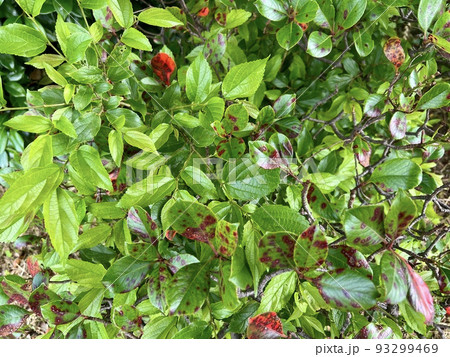 植物の葉の表に丸くて赤い斑点が浮いている/The leaves 93299469