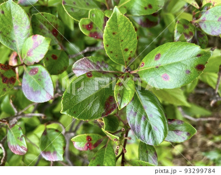 植物の葉の表に丸くて赤い斑点が浮いている/The leaves 93299784