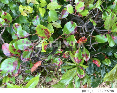 植物の葉の表に丸くて赤い斑点が浮いている/The leaves 93299790