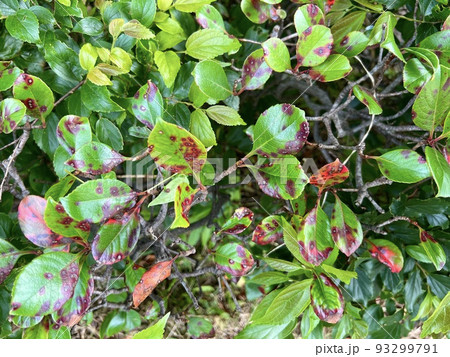 植物の葉の表に丸くて赤い斑点が浮いている/The leaves 93299791