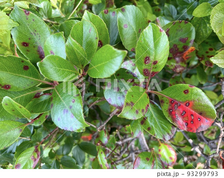植物の葉の表に丸くて赤い斑点が浮いている/The leaves 植物の葉の表に丸くて赤い斑点が浮いている/The leaves 93299793