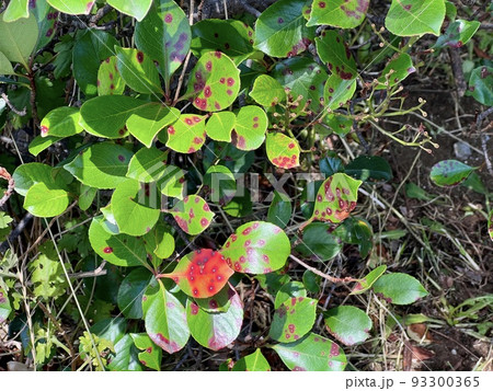植物の葉の表に丸くて赤い斑点が浮いている/The leaves 93300365