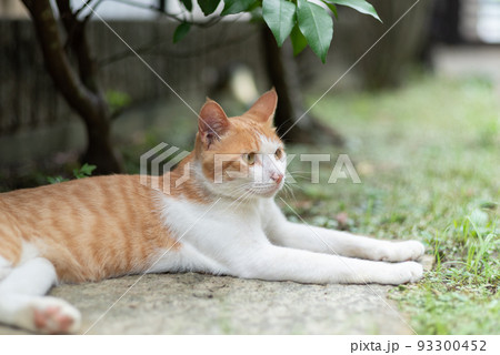 見つめる猫　茶トラ白 93300452