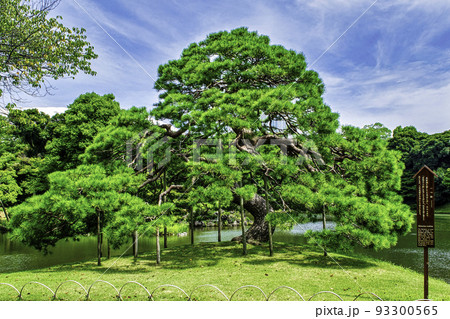 東京都　小石川後楽園　大泉水の一つ松 93300565