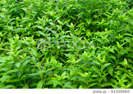 ソープワート 93300660