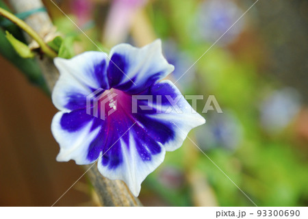 夏の花アサガオ 夏の花アサガオ 93300690