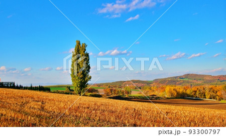 北海道 美瑛町　秋のケンとメリーの木 93300797