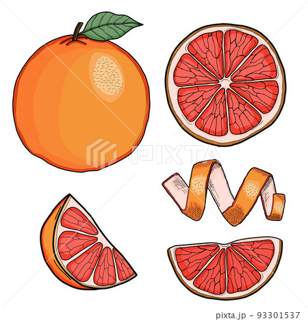 Grapefruit Hand Drawn Illustration Collection Isolated 93301537