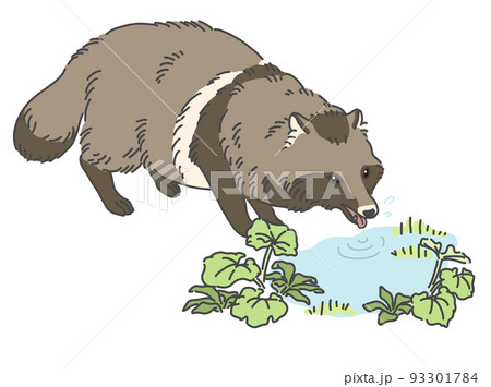 水を飲むタヌキのイラスト 水を飲むタヌキのイラスト 93301784