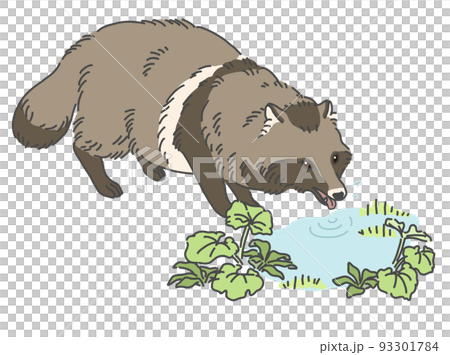 水を飲むタヌキのイラスト 水を飲むタヌキのイラスト 93301784