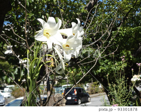 今年は沢山見かける横向きの白い花はヤマユリの花 93301878