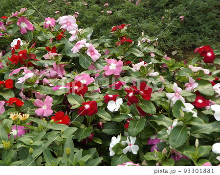 稲毛海浜公園の円形花壇に咲く夏に咲く日日草の花 93301881