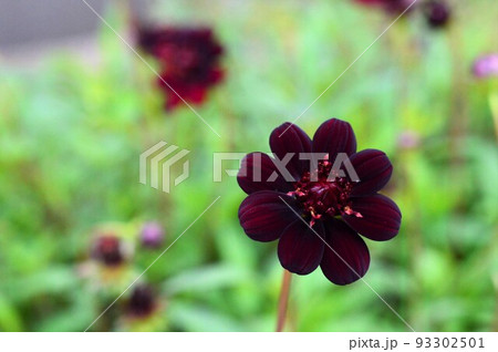 香り高い　チョコレートコスモス 93302501