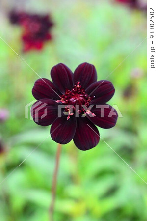 香り高い　チョコレートコスモス 93302502