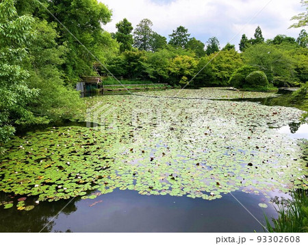 京都市右京区龍安寺御陵下町にある臨済宗妙心寺派の寺院 古都京都の文化財 世界遺産 石庭 京都観光 京都市右京区龍安寺御陵下町にある臨済宗妙心寺派の寺院 古都京都の文化財 世界遺産 石庭 京都観光 93302608