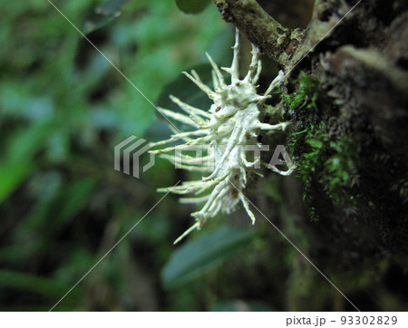 冬虫夏草　ガヤドリナガミツブタケ 93302829