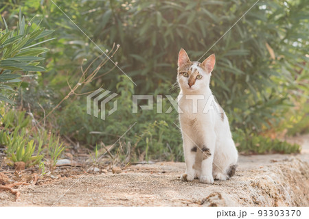 Portrait of a domestic cat with green eyes in nature. 93303370